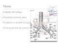 Anatomia del Mediastino