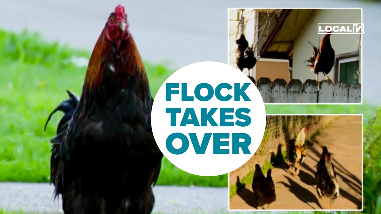 Neighborhood overrun by chickens, officials warn help is not coming anytime soon