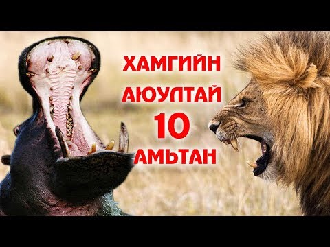 Видео: Дэлхийн хамгийн аюултай амьтан