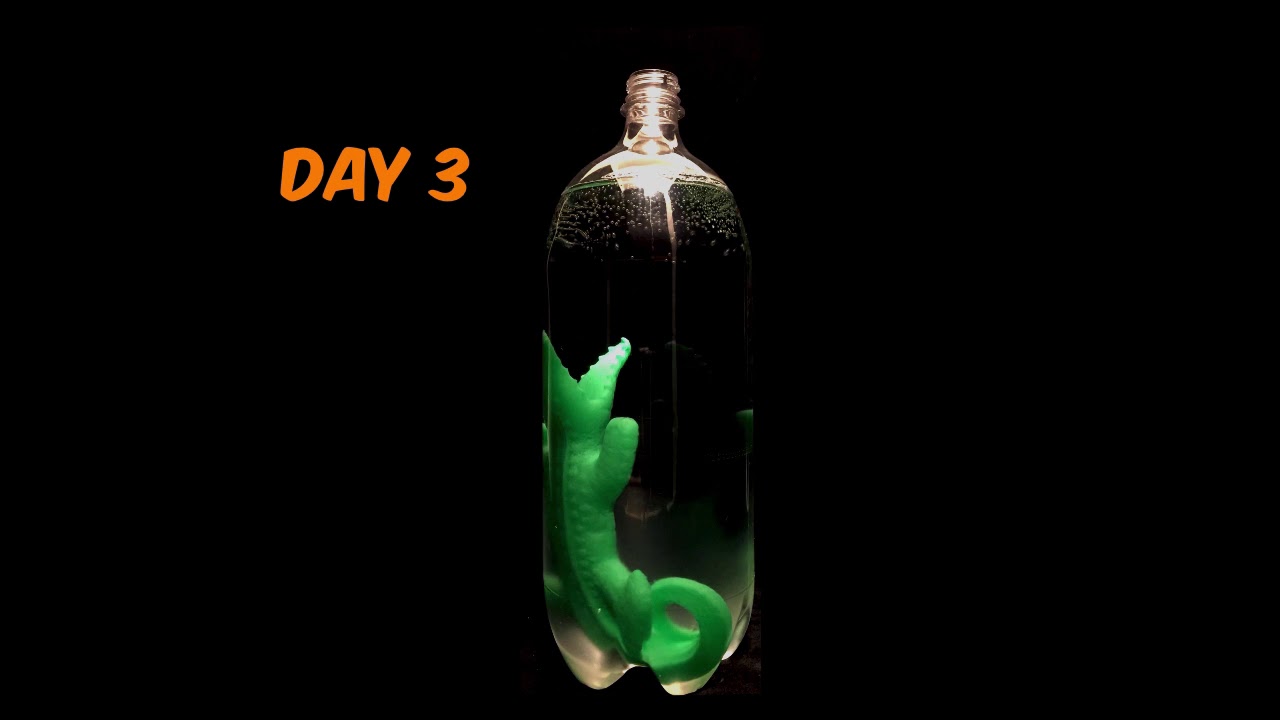 Water Activated Growing Alligator