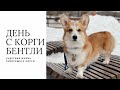 День с корги Бентли