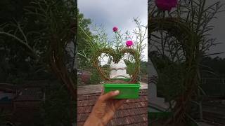 Moss rose decoration ideas | bonsai | love #shortsvideo #mossrose #love #gardening #reels #shorts