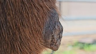 horse chestnut removal equine skin care oddly satisfying #horse #farrier #trimmer #satisfying #skin