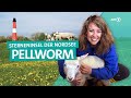 Nordsee-Insel Pellworm - Urlaub in Schleswig-Holstein | ARD Reisen