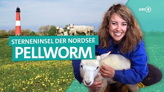 Nordsee-Insel Pellworm - Urlaub in Schleswig-Holstein | ARD Reisen