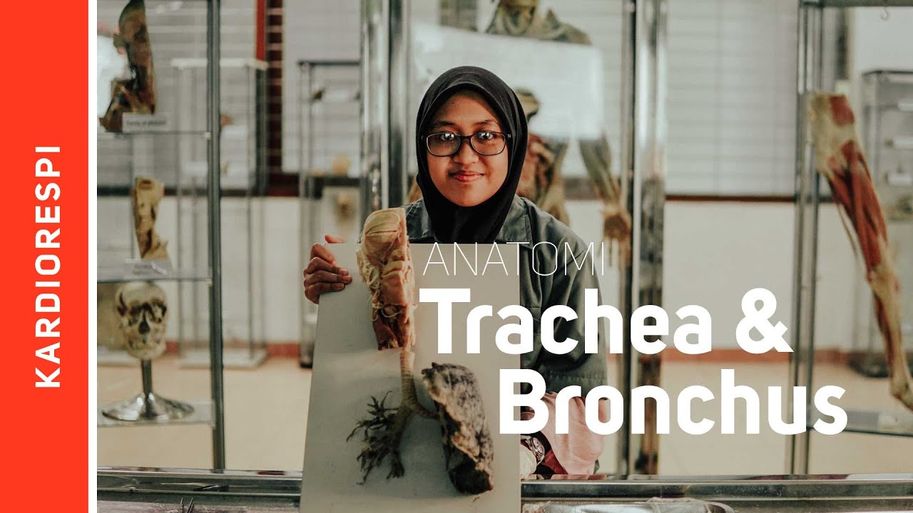 Anatomy Systema Respiratorium : Trachea et bronchus