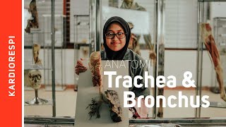 Anatomy Systema Respiratorium : Trachea et bronchus