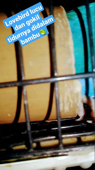 lovebird lucu dan gokil tidur didalam bambu🐦😁#shorts