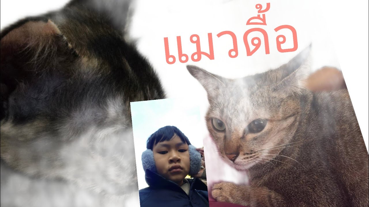 แมวดื้อ