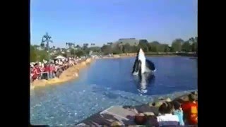 we belong (with Orcas)