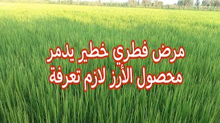 زراعة الأرز وخطورة مرض التبقع البني علي كمية المحصول وطريقة الوقاية والعلاج