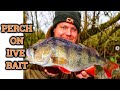 Perch Fishing - Fishing For Predators - live bait (Video 179)