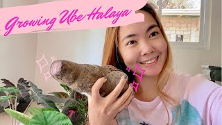 How to Plant Ube Halaya | Growing Ube Halaya