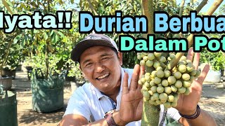 NYATA !! DURIAN BERBUAH DALAM POT