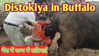 Distokiya in Buffalo | Difficulty In Birth | भैंस में जन्म में कठिनाई | Dr.Mubarak Ali Fakhr