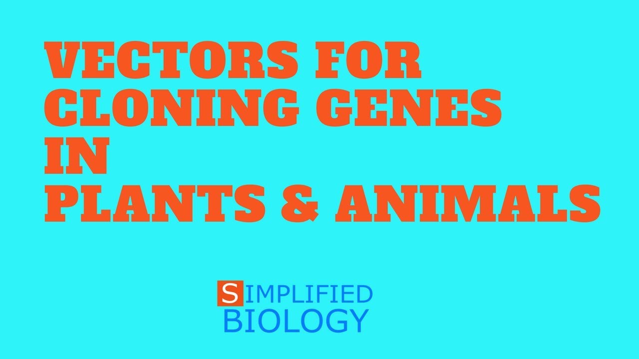 VECTORS FOR CLONING GENES IN PLANTS AND ANIMALS for NEET, AIIMS, AIPMT,  MCAT, JIPMER, PREMED - YouTube