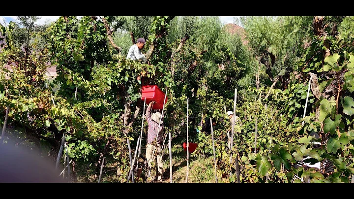 VIneyard Chat with Nayan Gowda, winemaker at Jardi...