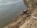 Wall Crawling For Cats