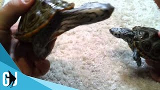 #64: How to Determine the Sex of your Diamondback Terrapin - DIY Wednesday