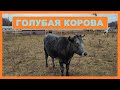 Мини - обзор хозяйства. Голубая корова, Брабансон, Дорперы.