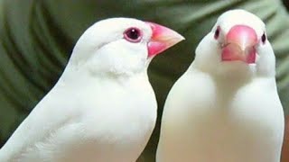 Java Sparrow Ki Food Information #java #birds #javasparrow in  ( Urdu / Hindi )