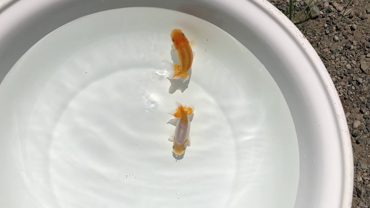 camera iphone 8 plus apk NO,1155