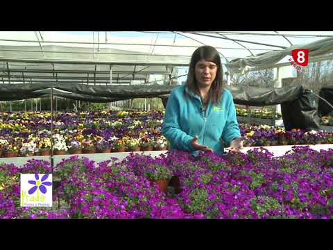 Video: Rock Cress Ground Cover: información sobre el cultivo y cuidado de las plantas Rock Cress