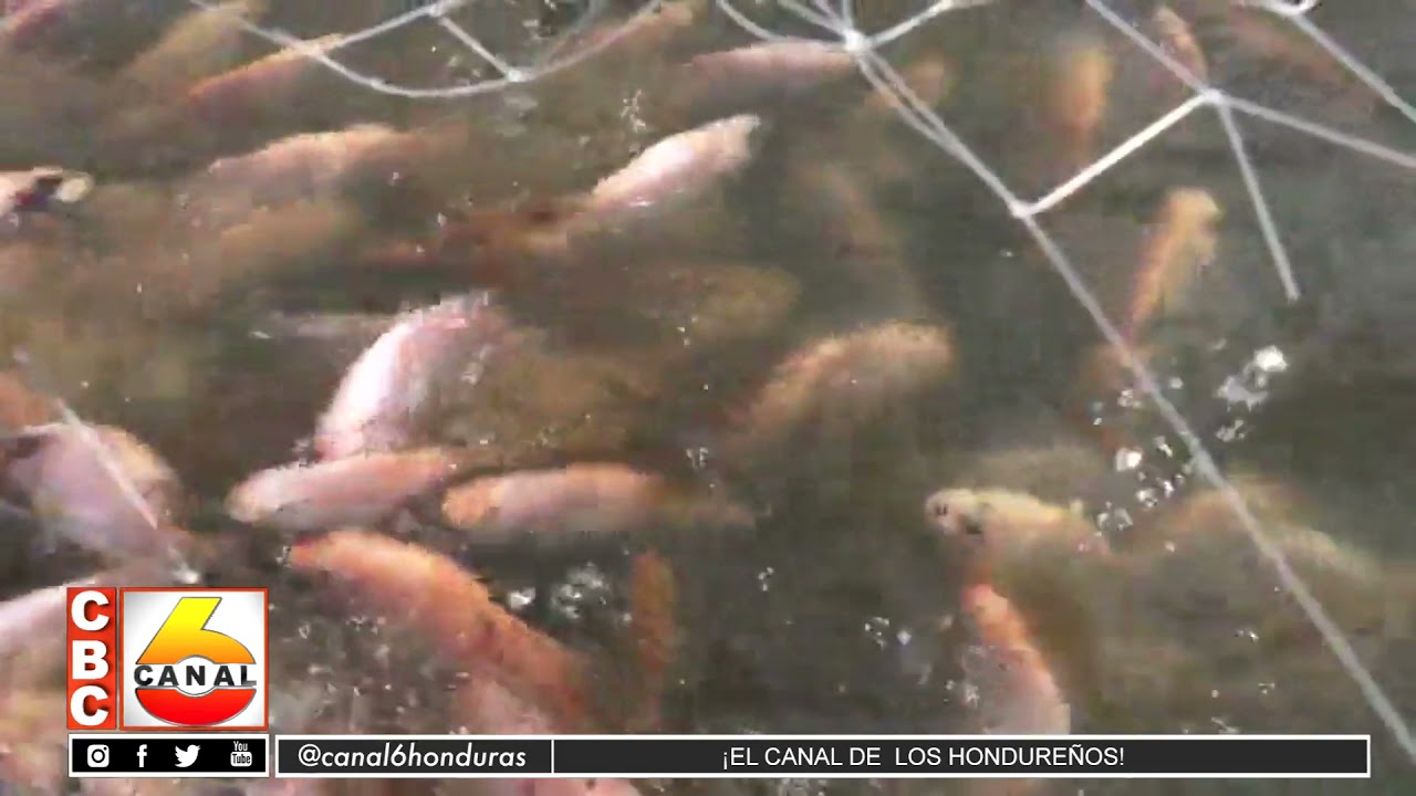 Comienza producción de tilapia en Honduras YouTube