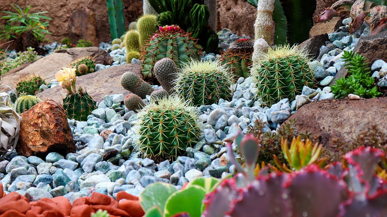 O MAIS LINDO JARDIM DE CACTOS E SUCULENTAS. - thptnganamst.edu.vn