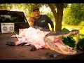 Graphic how to butcher a massive alligator