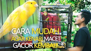 Makanan Dan Cara Merawat Burung Kenari