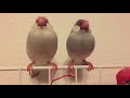 【シルバー文鳥】ほのぼの動画7 『にゃむにゃむ』しちゃう文鳥