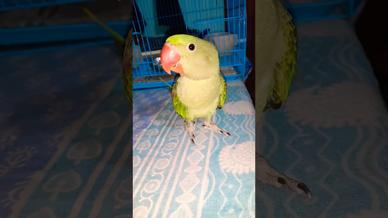 MITTHU KYA KAR RAHA HAI.#alexanderparrot#parrot#mithukibatain#mithuparrot#viralshort#ringneck#pet.