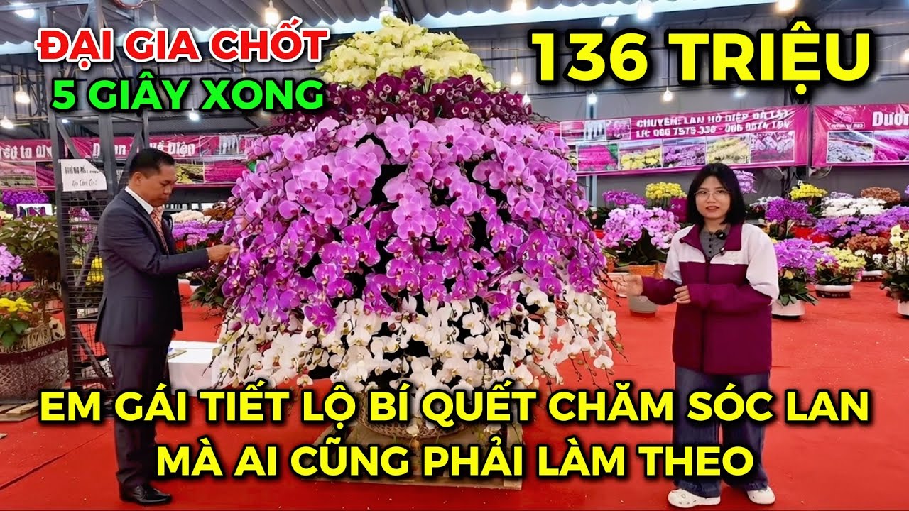 📌 HƯỚNG DẪN CÁCH CHĂM SÓC LAN HỒ ĐIỆP CHƠI CẢ NĂM KHÔNG HỎNG