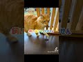 迷い猫保護しました。お心当たりのある方はご連絡下さい。2025/11/09