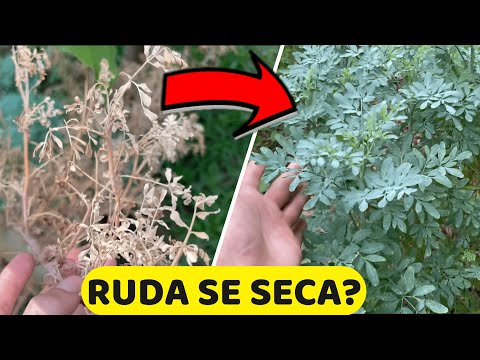 Video: Prevención de las enfermedades de la crocosmia - Cómo tratar las enfermedades de la crocosmia