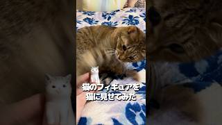 猫のフィギュアを猫に見せてみた! #shorts