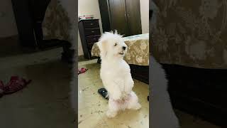#dog #pets #shihtzu #shitzu #puppy #funny #talent#viral#foryou#cute
