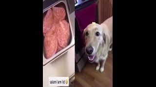 salami dog butter lid