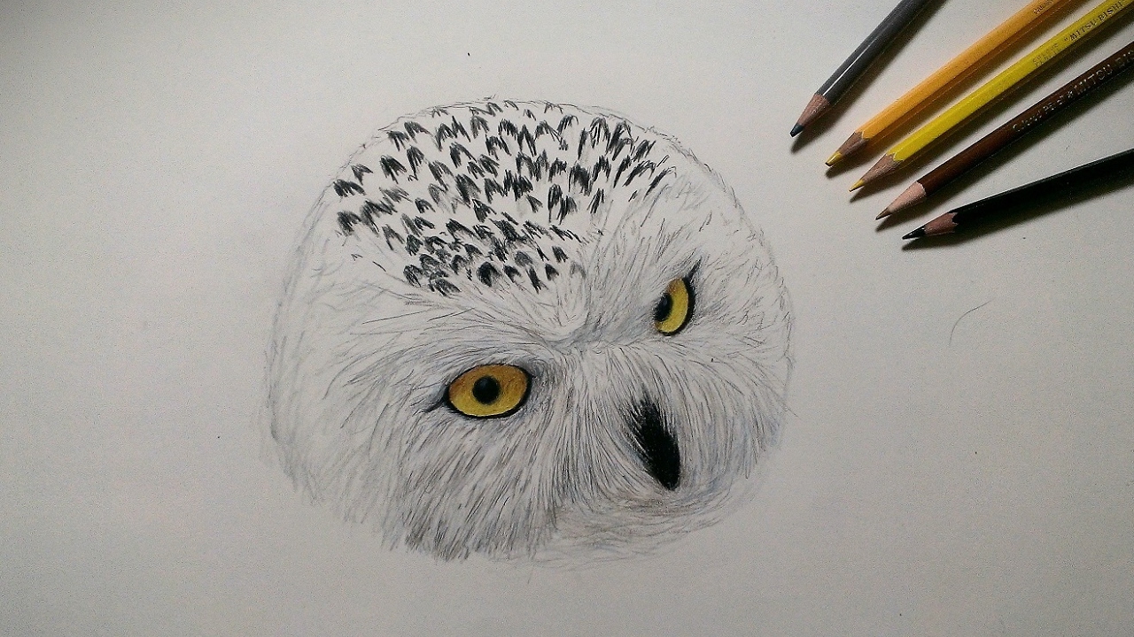 色鉛筆でシロフクロウを描いてみた Realistic Colored Pencil Drawing Of A Spotted Owl Youtube