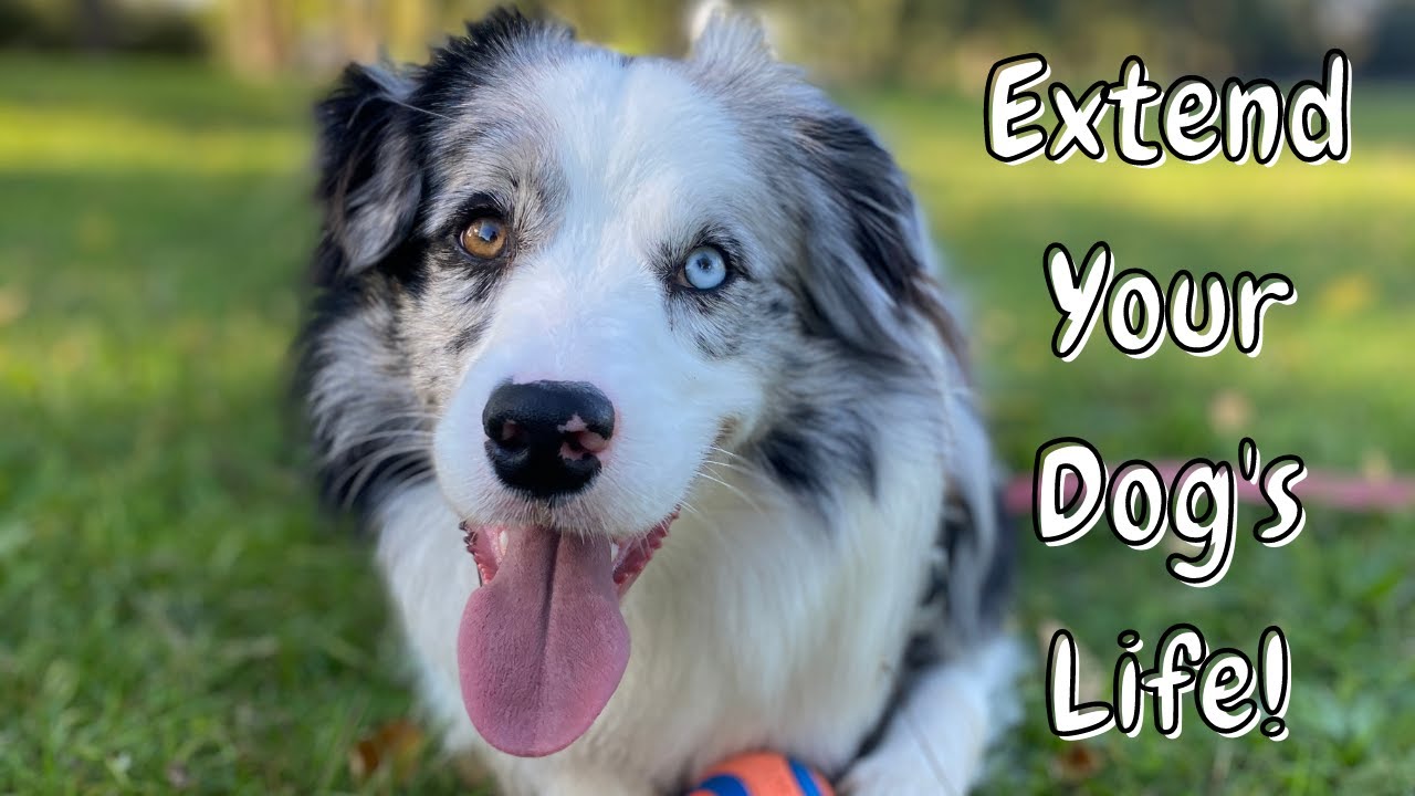 How To EXTEND Your Dog's Life 7 Tips to Make Your Dog LIVE LONGER