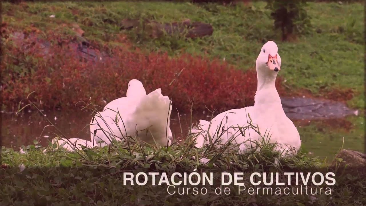 sergi torres meditacion FAMILIAS DE PLANTAS, COMBINACIONES Y SISTEMA DE ROTACIÓN - LA HUERTA