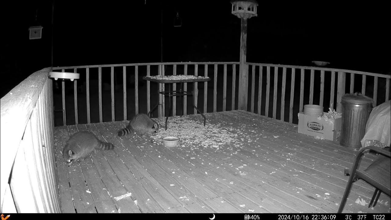 Aww, a friend comes in to join. Two fluffy raccoons out on the deck