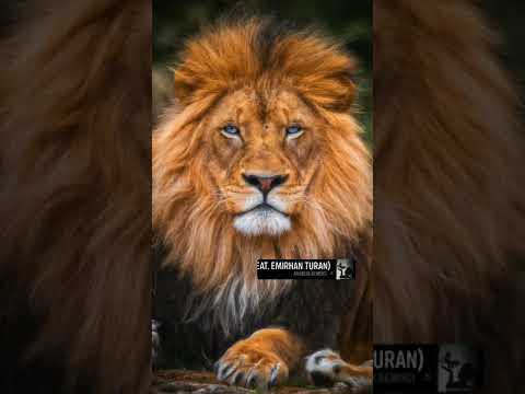 ذاك الشبل من الأسد