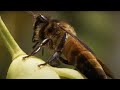 Honey Hunters vs Bees and Tigers | Ganges | BBC Earth