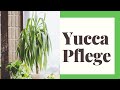 Yucca-Palme pflegen - So geht