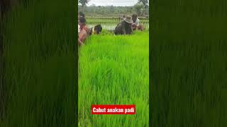 Jabut Anakn Padi#shorts #petani #tiktok #traktor