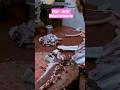 Paiso 💸 Ko Nahi Mehnat Ko Value Do/Kolkata Haji Meat Shop/Speed Mutton Cutting Skills/Meat Business/