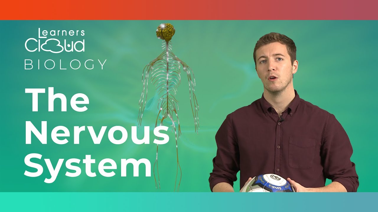 The nervous system - YouTube