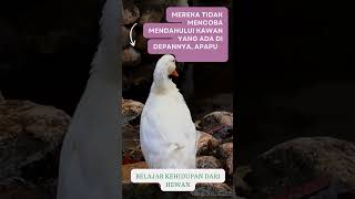 Belajar Hidup : Filosofi Kehidupan Dari Hewan Bebek I Belajar Disiplin
